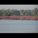 Seerosen, viele Seerosen